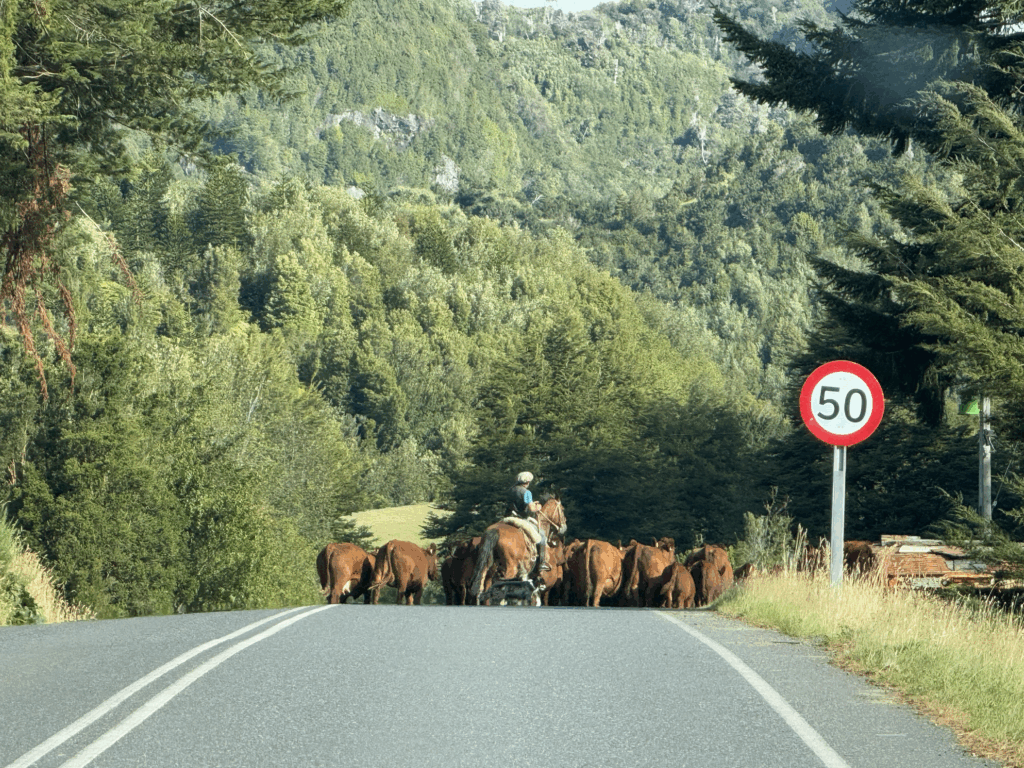 Arreo de animales en la Carretera Austral