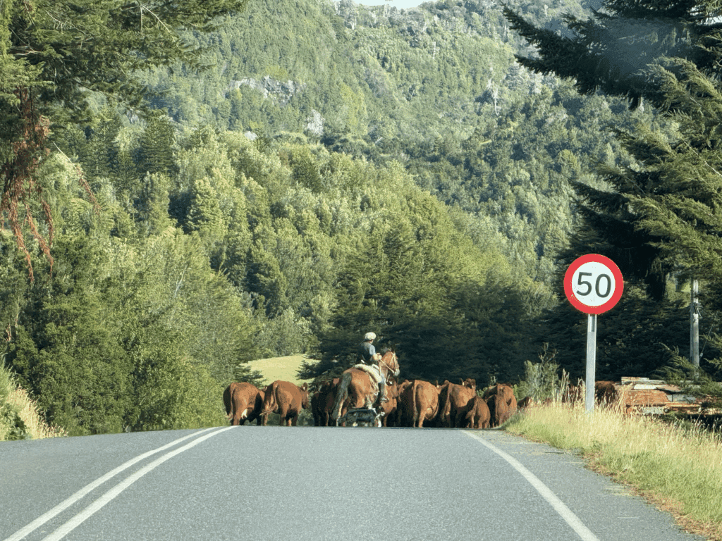 Arreo de animales en la Carretera Austral
